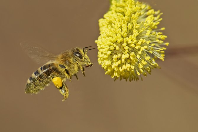 Foto: Sonnenblumen mit Bienen