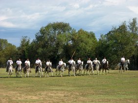Manadiers, stolze Reiter auf schneeweiÃen Camargue-Pferden, reiten durch Le CrÃ©s.