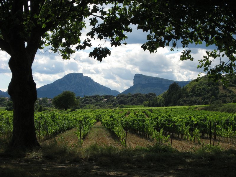 Weinanbaugebiet in Umgebung von Le Crès