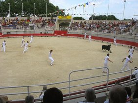 VÃ¶llig unblutig und fÃ¼r die Teilnehmer eine groÃe sportliche Herausforderung ist der Stierkampf in Le CrÃ©s, ein Teil des dortigen Stadtfestes.